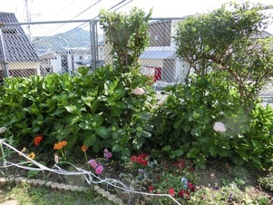 相田第六公園の花壇の写真2