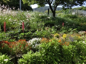 相田第七公園の花壇の写真1