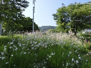 相田第七公園の花壇の写真2