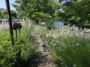 相田第7公園の花壇の写真3