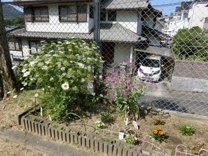 向が丘公園の花壇の写真2