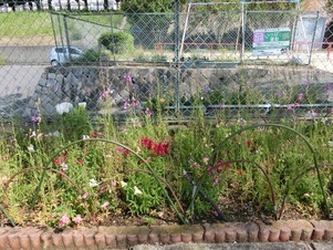 緑が丘北第一公園の花壇の写真2