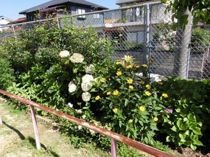 相田第六公園の花壇の写真3