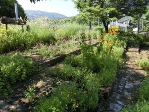 相田第七公園の花壇の写真2