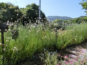相田第7公園の花壇の写真3