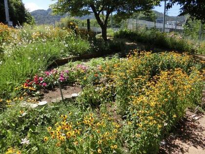 相田第七公園の花壇1