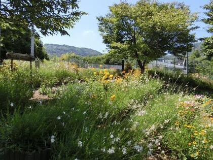 相田第七公園の花壇の写真2