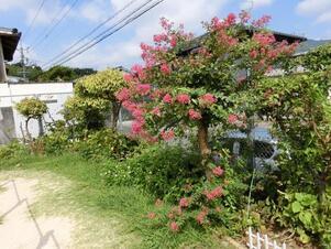 相田第六公園の花壇の写真3
