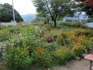 相田第七公園の花壇1