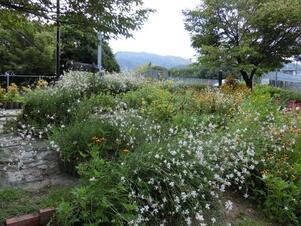 相田第七公園の花壇の写真2