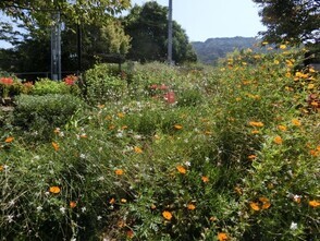 相田第七公園の花壇1