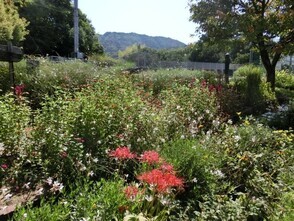 相田第七公園の花壇の写真2