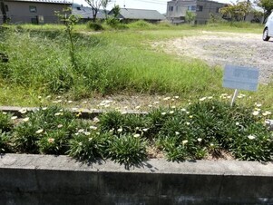 向が丘公園の花壇の写真1
