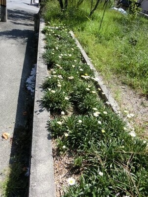 向が丘公園の花壇の写真2