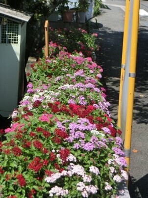 ふじが丘集会所の花壇の写真3