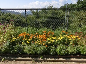 緑ヶ丘北第一公園のプランターの写真