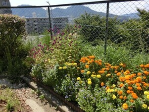 緑が丘北第一公園の花壇の写真2