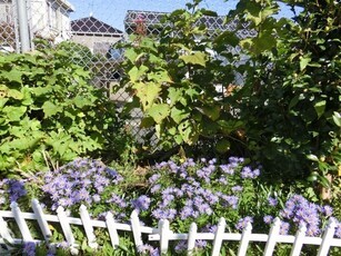 相田第六公園の花壇の写真2