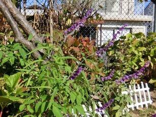 相田第六公園の花壇の写真3
