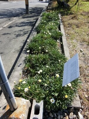 ふじが丘広場の花壇の写真2