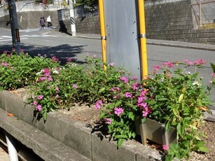 ふじが丘集会所の花壇の写真2