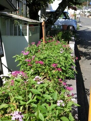 ふじが丘集会所の花壇の写真3