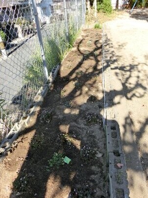 向が丘公園の花壇の写真1