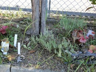 向が丘公園の花壇の写真2