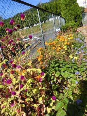 緑が丘北第一公園の花壇の写真2