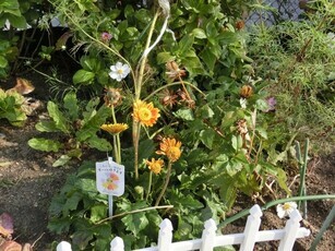 相田第六公園の花壇の写真2