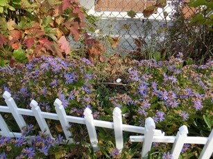相田第六公園の花壇の写真3