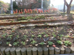 相田第七公園の花壇1