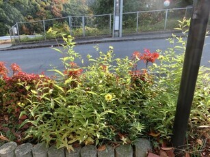 相田第七公園の花壇の写真2