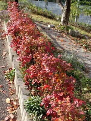 相田第7公園の花壇の写真3