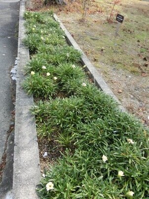 ふじが丘広場の花壇の写真2