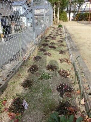向が丘公園の花壇の写真1