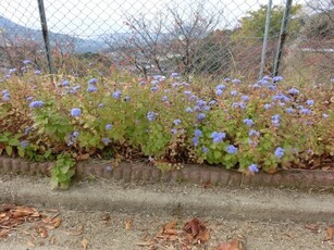 緑ヶ丘北第一公園のプランターの写真
