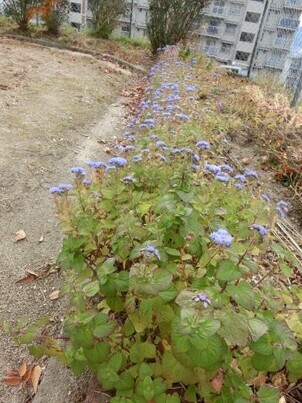 緑が丘北第一公園の花壇の写真2