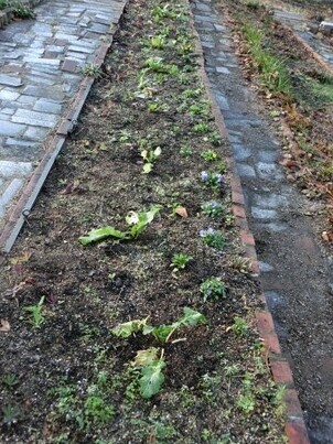 相田第七公園の花壇の写真2