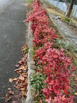 相田第7公園の花壇の写真3