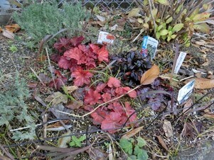 向が丘公園の花壇の写真1