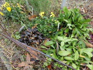 向が丘公園の花壇の写真2