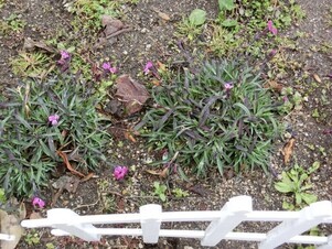 相田第六公園の花壇の写真
