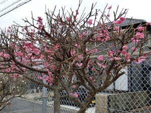 相田第六公園の花壇の写真3