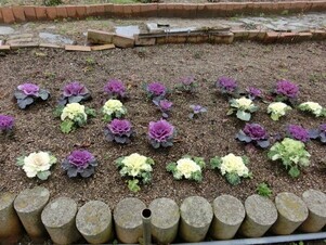 相田第七公園の花壇1