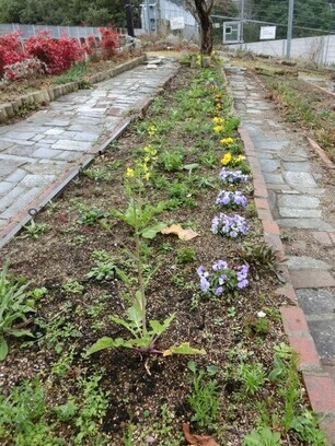 相田第七公園の花壇の写真2