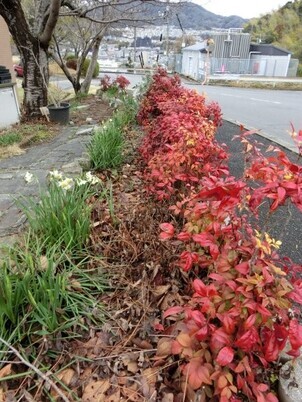相田第7公園の花壇の写真3