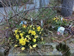 向が丘公園の花壇の写真1