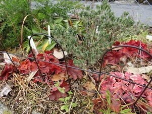 向が丘公園の花壇の写真2