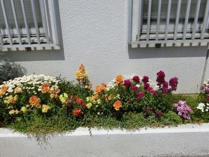 第一生命安古市支部の花壇の写真3
